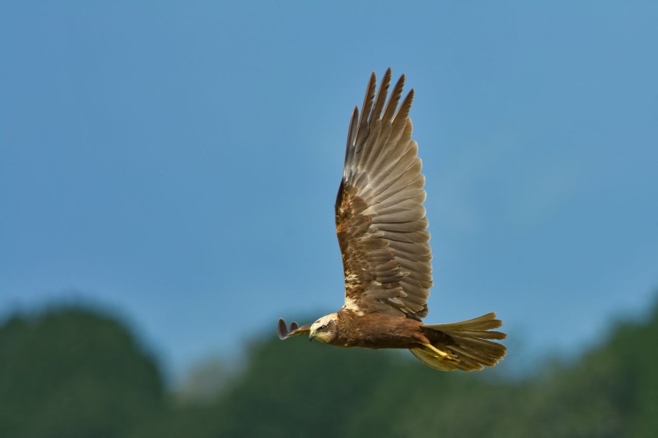 Falco di palude (Circus aeruginosus)